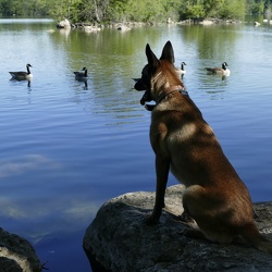 Animaux