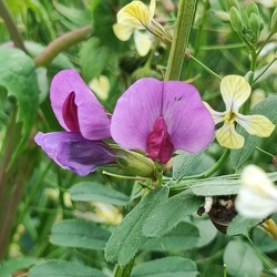 Flore